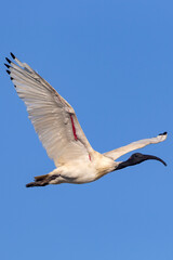 Australian White Ibism (Threskiornis molucca) flying against a clear blue sky.