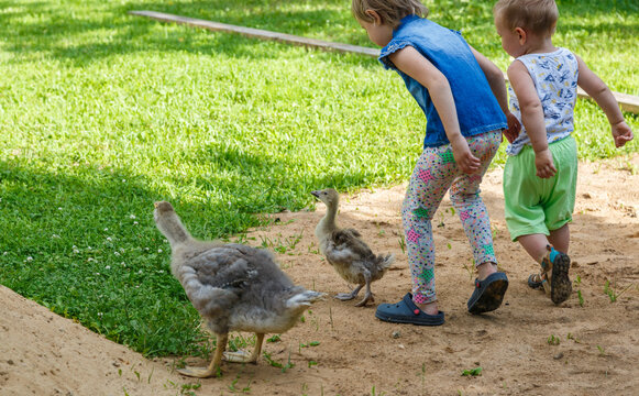 The Kids Chase Geese Around The Garden Of A Country House On A Farm