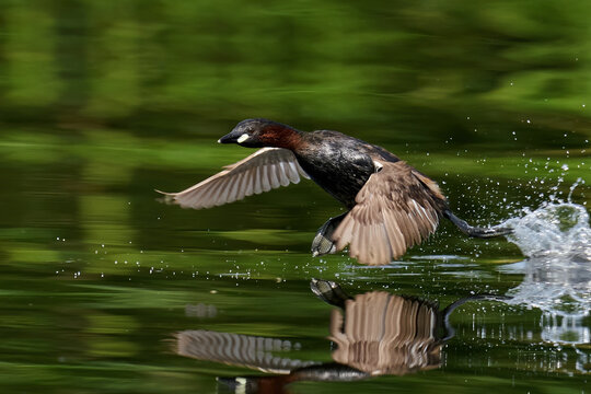 Little grebe (Tachybaptus ruficollis)