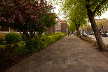 a view of a residential neighborhood in the scenic Dutch city of the Hague. Cobblestone sidewalks and street as well as blooming trees, well trimmed bushes and flowers are seen.