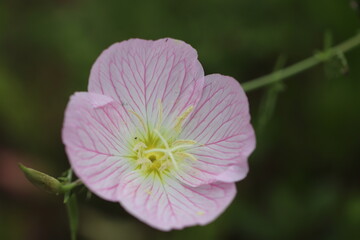 昼咲ツキミソウ