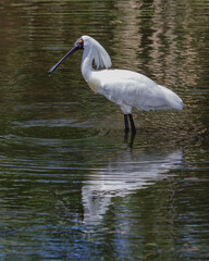 Royal Spoonbill (Platalea regia) with breeding season buff chest feathers & long plumes on his neck, standing in a pond -  NSW, Australia