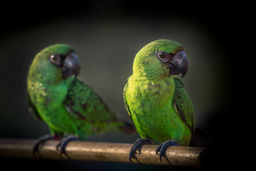 A small green parrot on a wood perch.