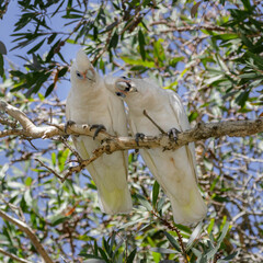 A pair of Bare-eyed or Little Corellas (Cacatua sanguinea) perched in a tree - a subgenus of white...