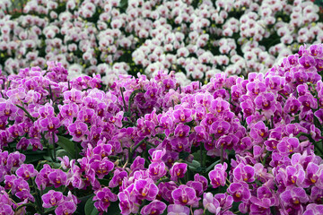 Colorful orchids in the park. © MrPreecha