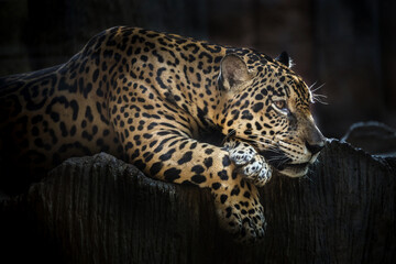 Jaguar resting on a rock shelter. © MrPreecha