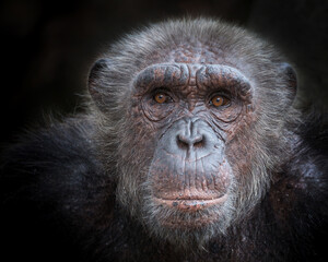 Naklejka premium Chimpanzee face on a black background.