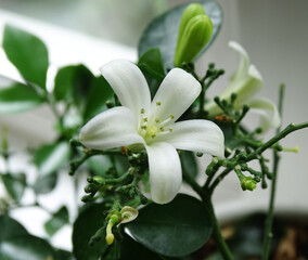 Murraya's flower. White flowers of paniculata muraya. Murraya bloom. Indoor, ornamental plant