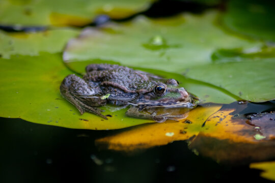 Big green frog lurking in a pond for insects like bees and flies in close-up-view and macro shot shows motionless amphibian with big eyes in a garden pond as healthy ecosystem and natural protection