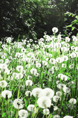 Obraz premium Dandelion field in the forest