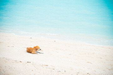 Fototapeta na wymiar The dog is lying on the beach Bright blue sea