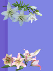 white and pink lily on blue background