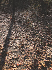 autumn leaves on the ground