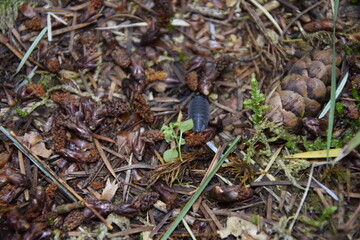 A wild sow bug surrounded brown leaves