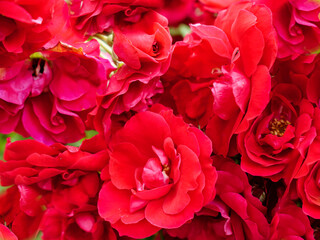 Bright background of red roses inflorescences