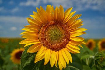 Sunflower field at sunset