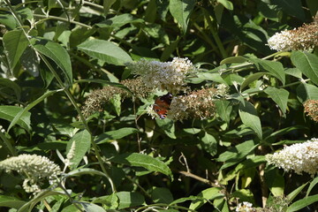 A white flower with an butterfly
