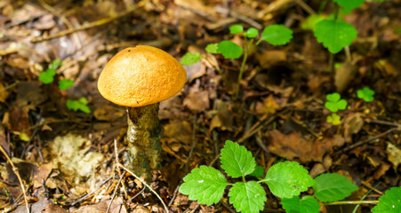 Edible mushroom Boletus on the ground in the forest