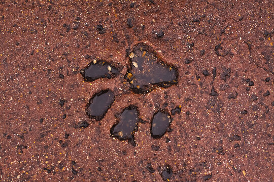 Big cat's footprint
