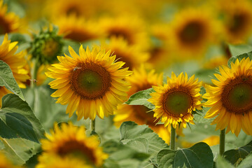 Fototapeta na wymiar Sunflower field at sunset
