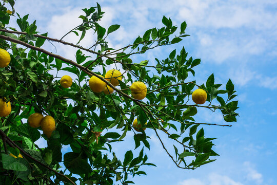 Harvest ripe lemons on the tree