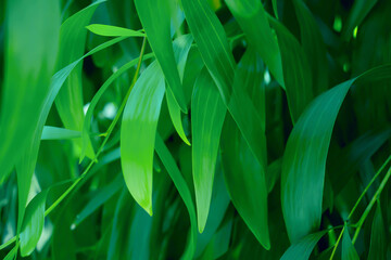 Fototapeta na wymiar Green leaves pattern background