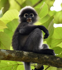 Beautiful langur monkey sitting in a tree in the jungle and looking at the camera