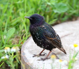 A Starling sits on a gray concrete slab in the green grass