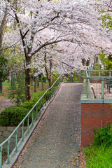 桜の花びらが落ちているコンクリートの歩道