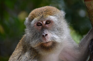 Cute macaque monkey sitting in the jungle looking at the camera