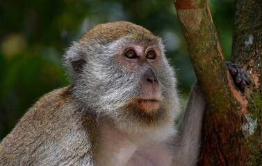Macaque monkey sitting in a tree in the jungle looking at something