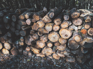 stack of firewood at the forest