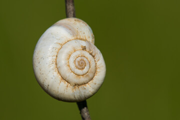 A White Snail Hanging on a Plant and Facing Drought