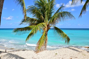 Palm trees on Varadero beach in Cuba, white sand, turquoise caribbean sea in the background, blue sky, a sunny day