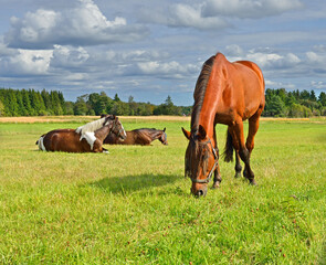 Beautiful horses walk on a green pasture. Aland Islands, Finland