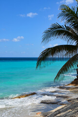 Fototapeta na wymiar Palm tree on Varadero beach in Cuba, white sand, turquoise caribbean sea in the background, blue sky, a sunny day