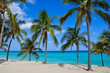 Fototapeta na wymiar Palm trees on Varadero beach in Cuba, white sand, turquoise caribbean sea in the background, blue sky, a sunny day