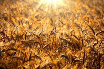 Kultivieren Photos Royalty Free Images Graphics Vectors Videos Adobe Stock