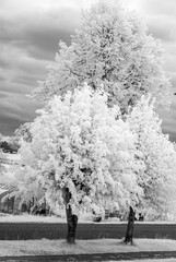 surreal landscape with trees and meadows, gorgeous cumulus clouds, Photographed with infrared...