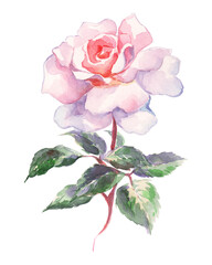 hand-painted watercolor white and pink rose with green leaves