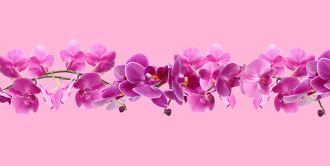 Branch of beautiful orchid on pink background. Banner design