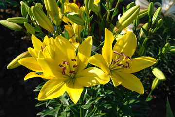 Sunshine-yellow lilies of the variety 'Gironde' (Asiatic hybrid lily) in the garden, close up