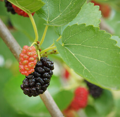 Mulberry fruit on a branch