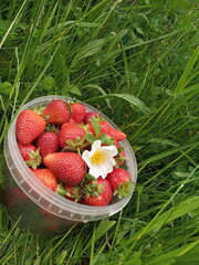 strawberries in a basket