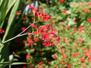 Crocosmia  crocosmiiflora  - Garten-Montbretie oder botanisch Crocosmiiflora 'Lucifer' mit Blütezeit vom Sommer zum Herbst in einen traubenförmigen Blütenstand gelben und orangeroten Blüten