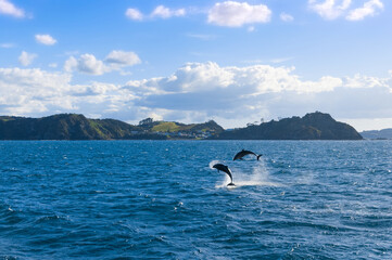 Group of wild common dolphins (Delphinus delphis), leaping and jumping out of clear water of Pacific ocean in the Bay of Islands near Paihia, North Island, New Zealand