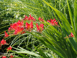Crocosmia  crocosmiiflora  - Garten-Montbretie oder botanisch Crocosmiiflora 'Lucifer' mit grüne blätter schwertförmig, zugespitzt und ganzrandig und kelchförmig Blütenform mit flammenfarben