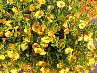 yellow flowers in the garden