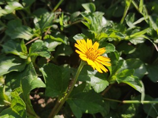 dandelion in the garden