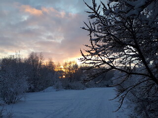 sunset in the forest in winter